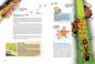 Preview: Entdecke die Ameisen